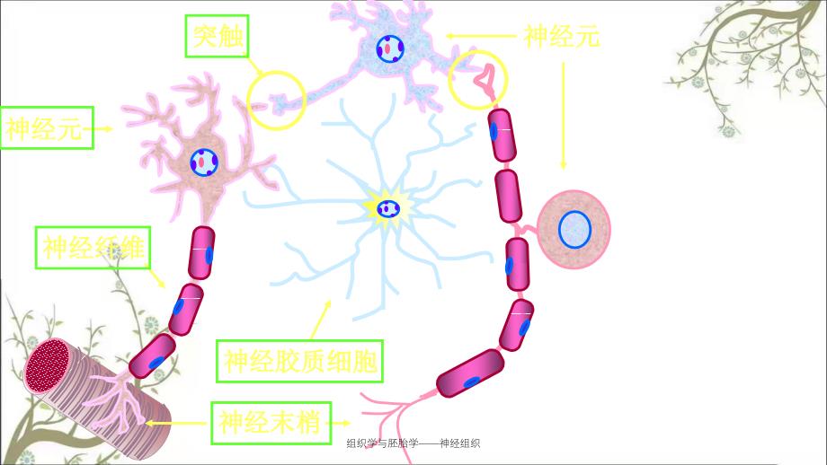 组织学与胚胎学——神经组织_第2页