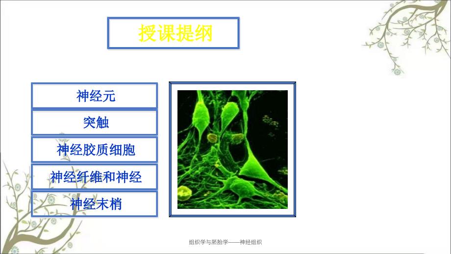 组织学与胚胎学——神经组织_第3页