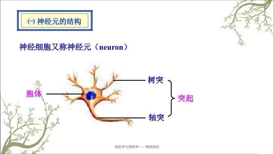 组织学与胚胎学——神经组织_第5页