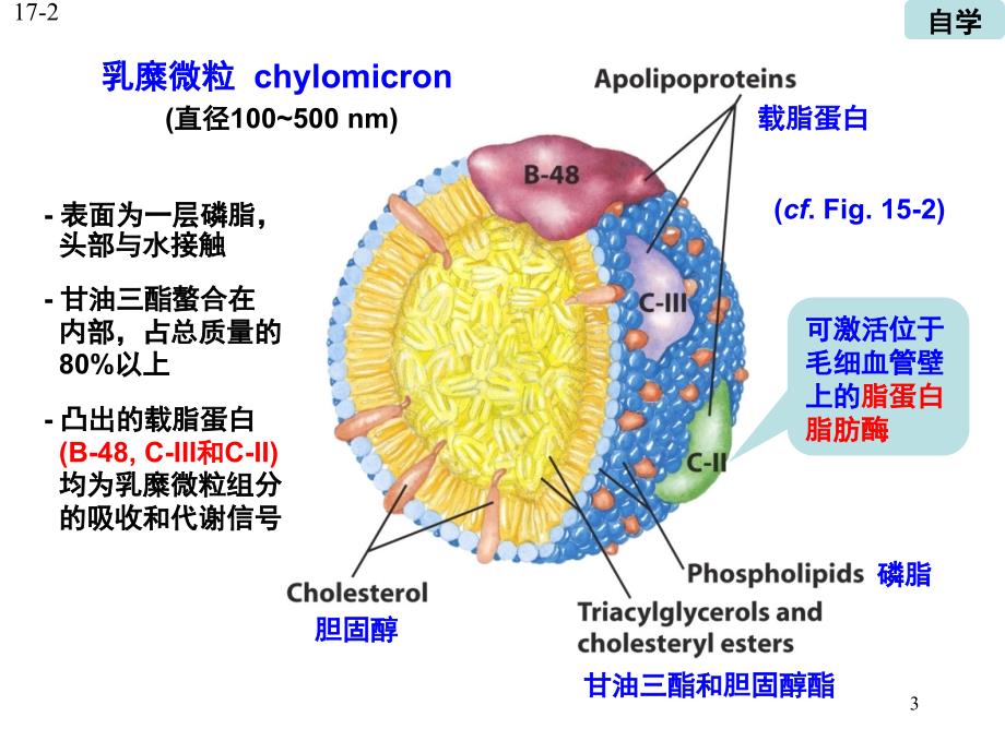 脂肪酸降解PPT课件_第3页