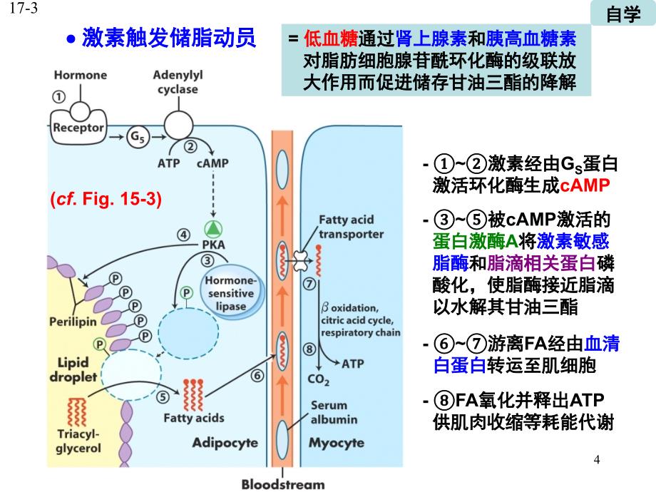 脂肪酸降解PPT课件_第4页