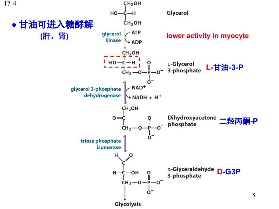 脂肪酸降解PPT课件_第5页