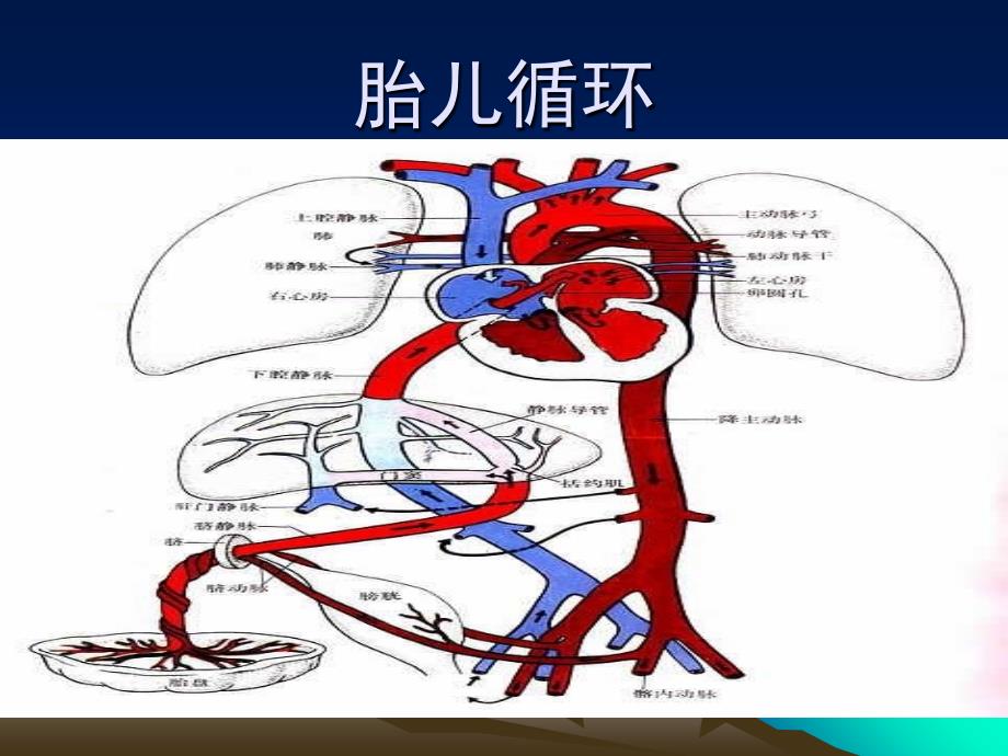 动脉导管未闭PDA_第4页