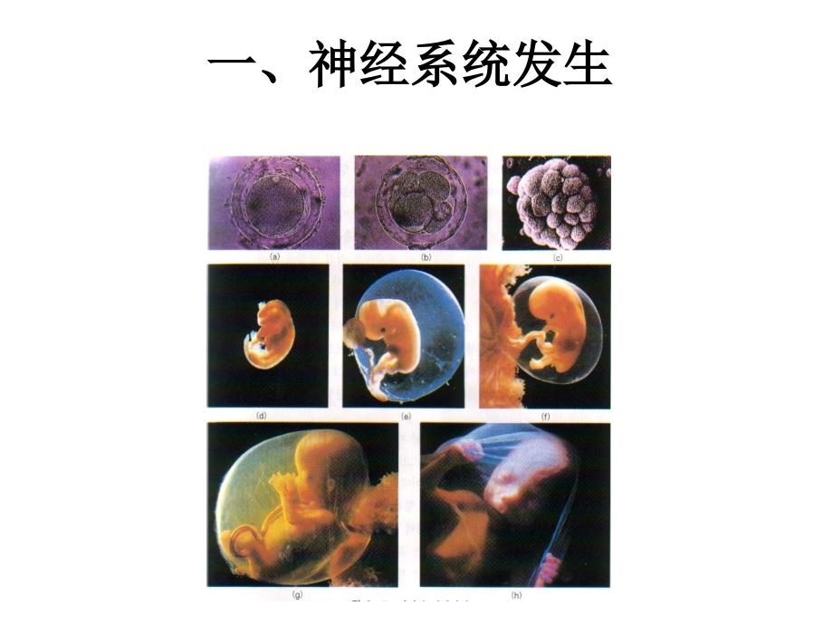 神经解剖学研究方法与神经发育课件_第2页