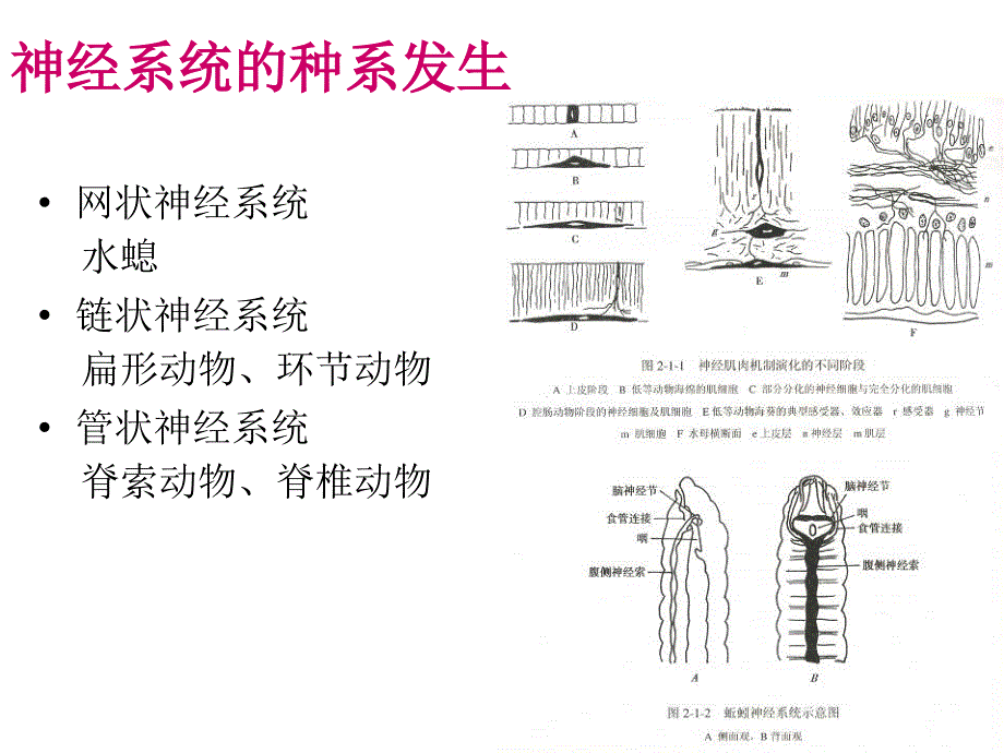 神经解剖学研究方法与神经发育课件_第3页