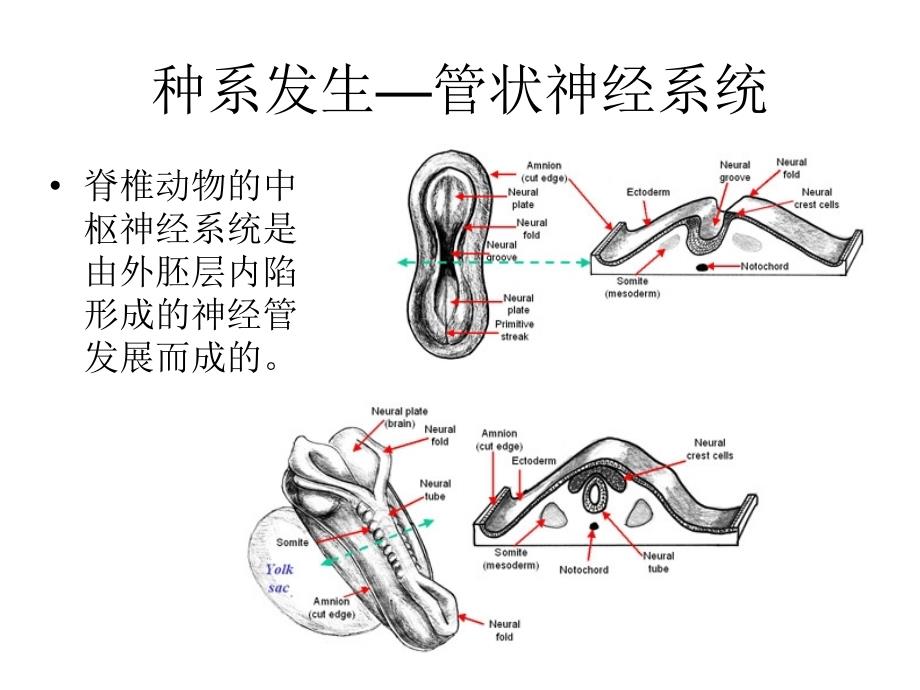 神经解剖学研究方法与神经发育课件_第4页