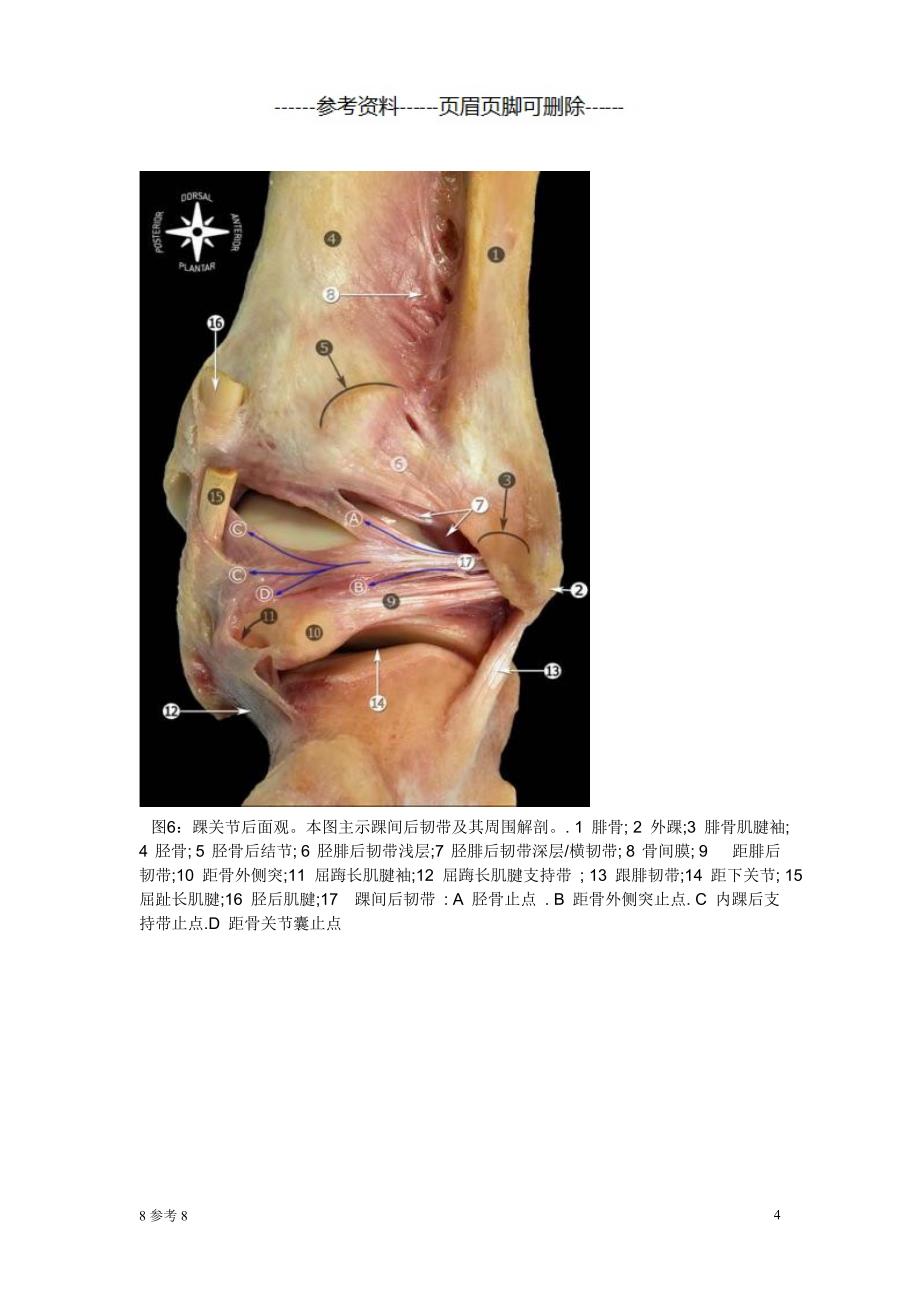 踝关节韧带解剖（特制内容）_第4页