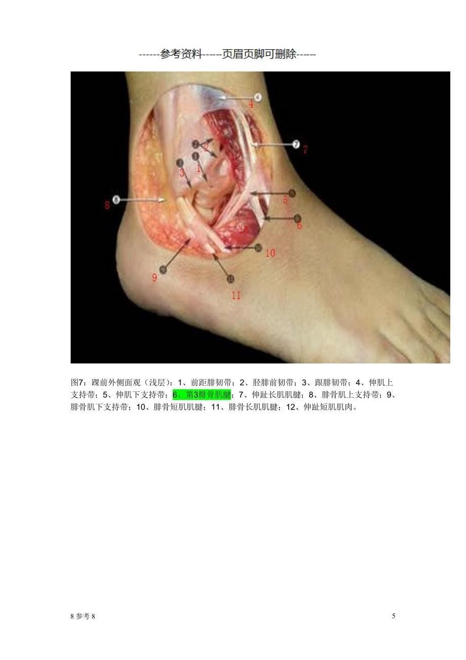 踝关节韧带解剖（特制内容）_第5页
