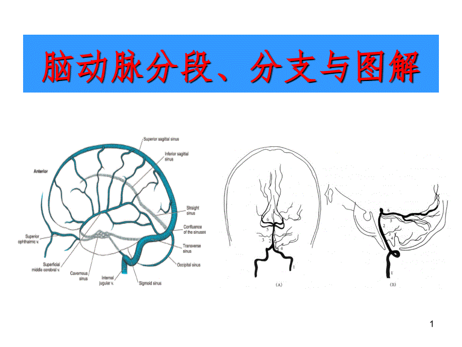 脑部血管解剖图解影像学PPT演示课件_第1页