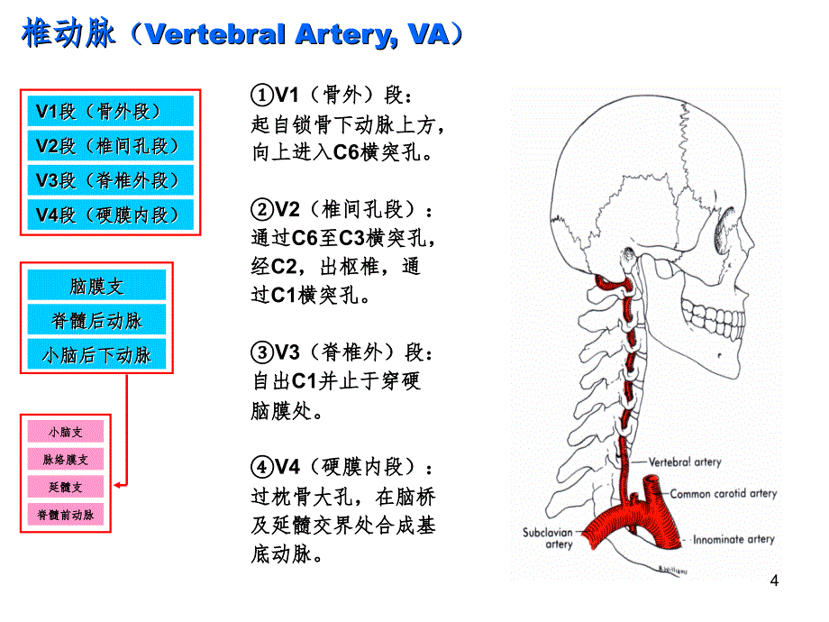 脑部血管解剖图解影像学PPT演示课件_第4页