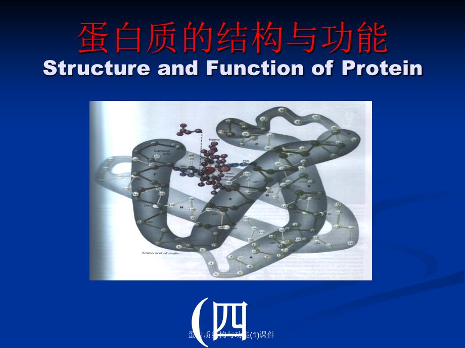 蛋白质结构与功能(1)课件_第1页