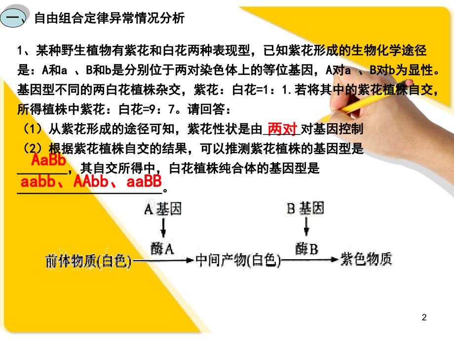 生物自由组合定律习题课课堂PPT_第2页