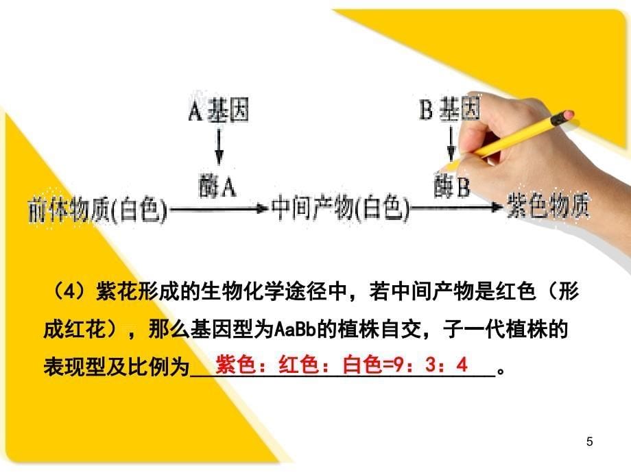 生物自由组合定律习题课课堂PPT_第5页