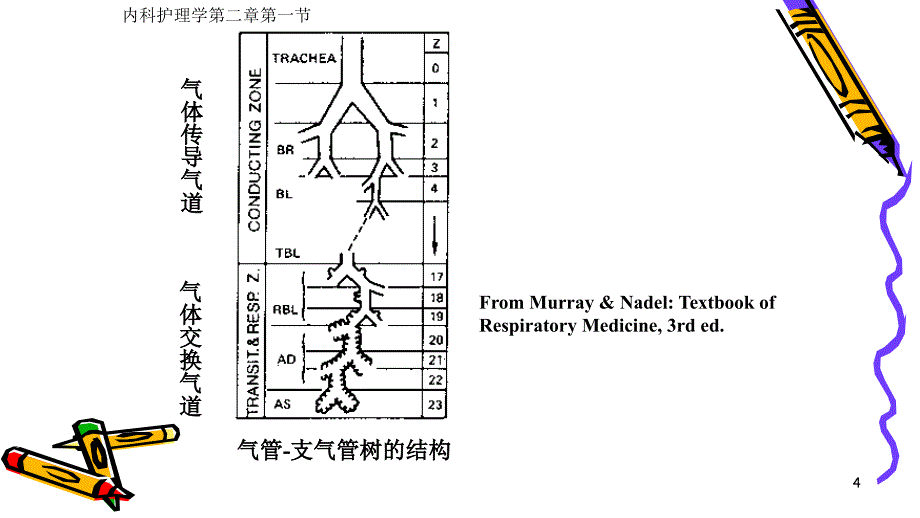 优质课件内科学护理呼吸系统常见症状_第4页