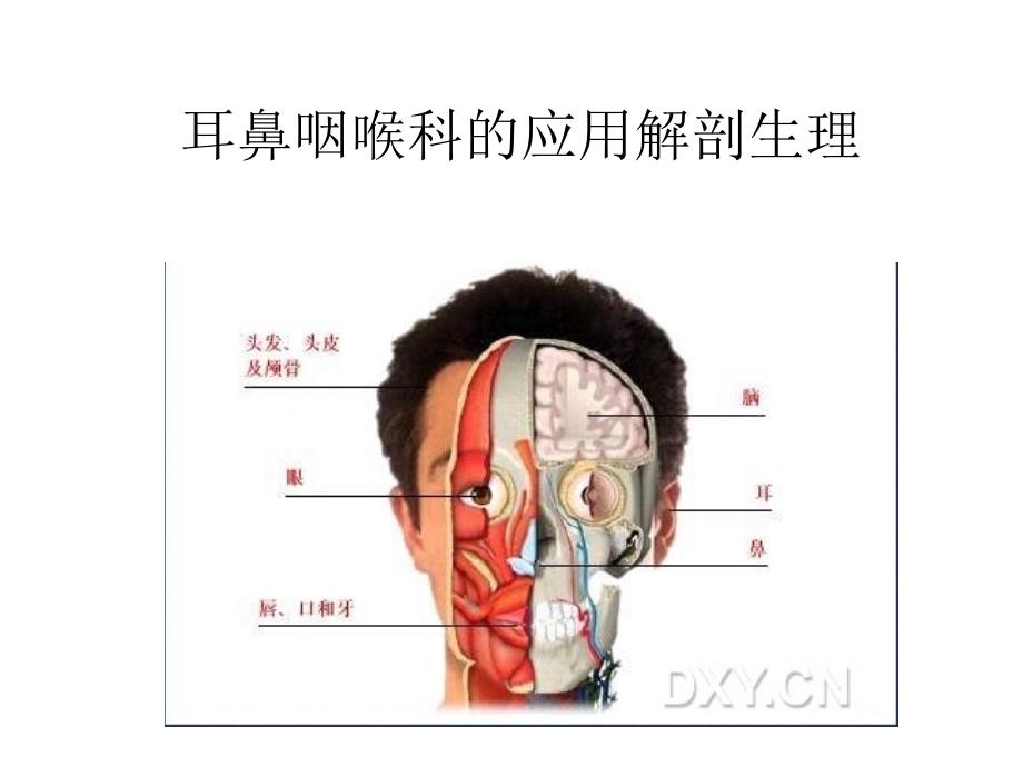 耳鼻咽喉科的应用解剖生理_第2页