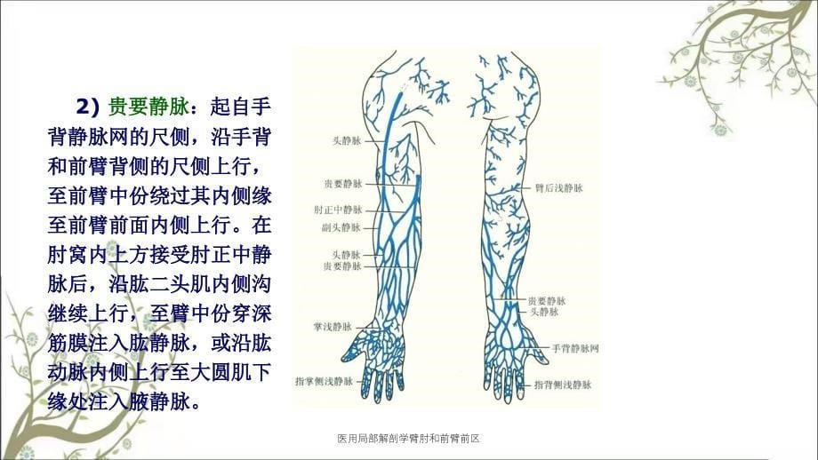 医用局部解剖学臂肘和前臂前区_第5页