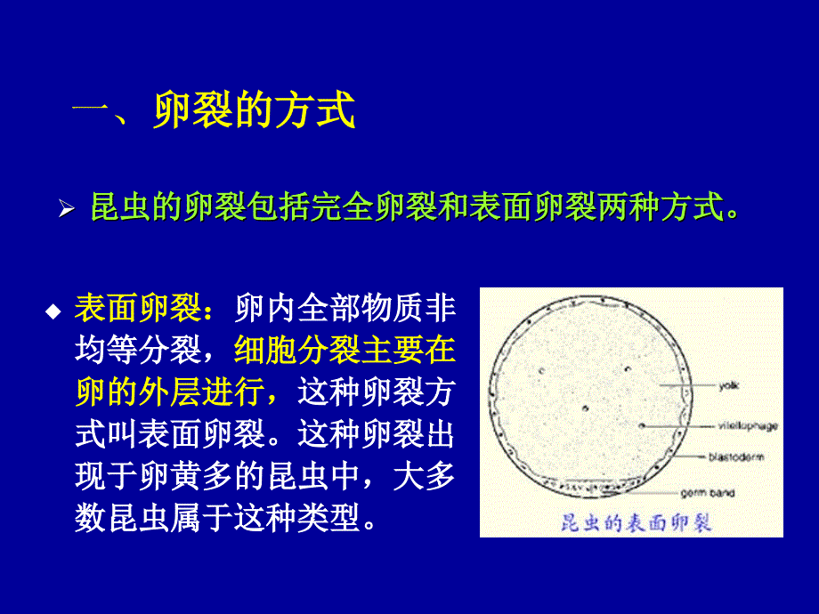 第十一部分昆虫的胚胎发育_第3页