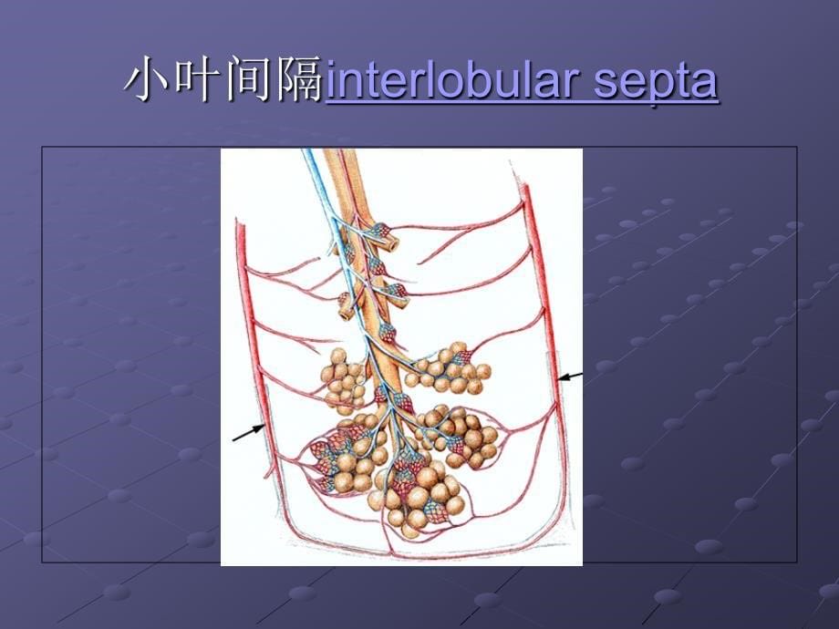 胸部常见CT征象认读._第5页