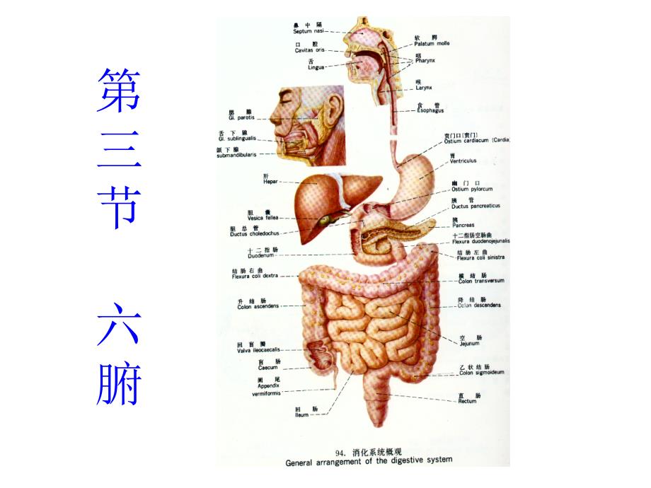 中医学基础1第二章藏象六腑和奇恒之腑PPT27页课件_第1页