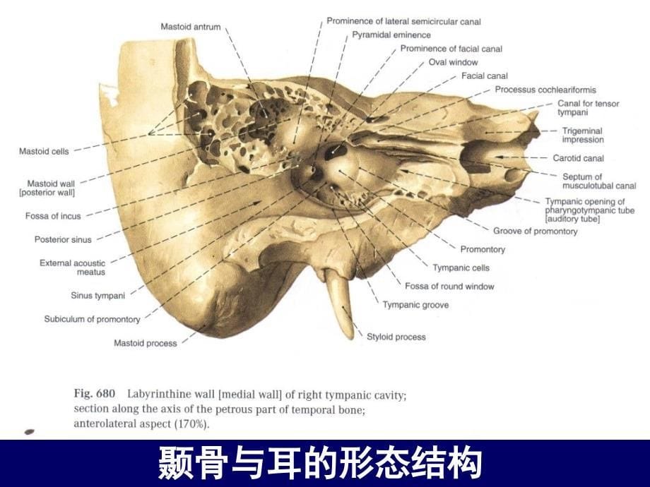 人体断层解剖学头部断层解剖7_第5页