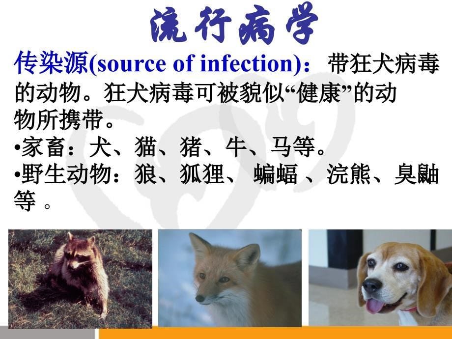 传染病学课件：狂犬病_第5页