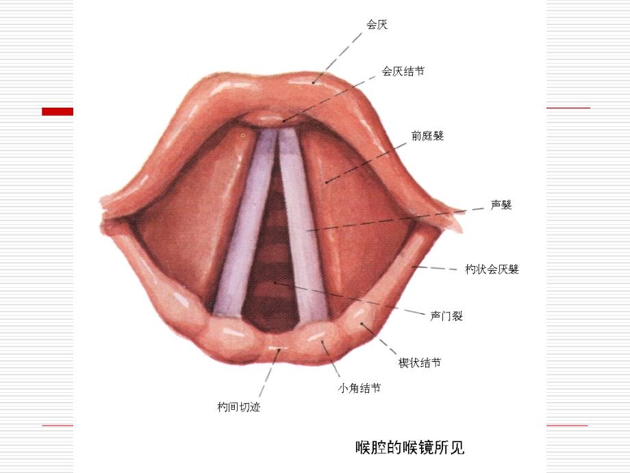 实用气管插管术PPT课件_第4页