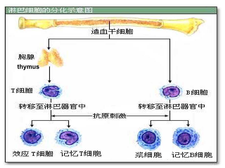 湖南省茶陵县高中生物 第二章 动物和人体生命活动的调节 2.4 免疫调节2课件 新人教版必修3_第4页