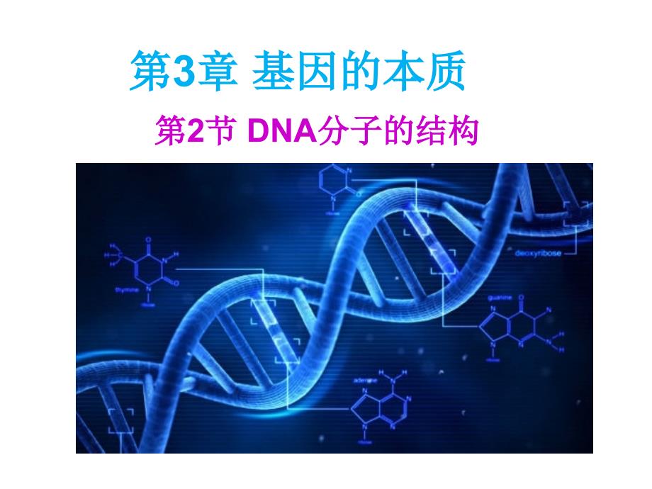 人教版高中生物必修二课件：第3章 第2节 DNA分子的结构_第2页