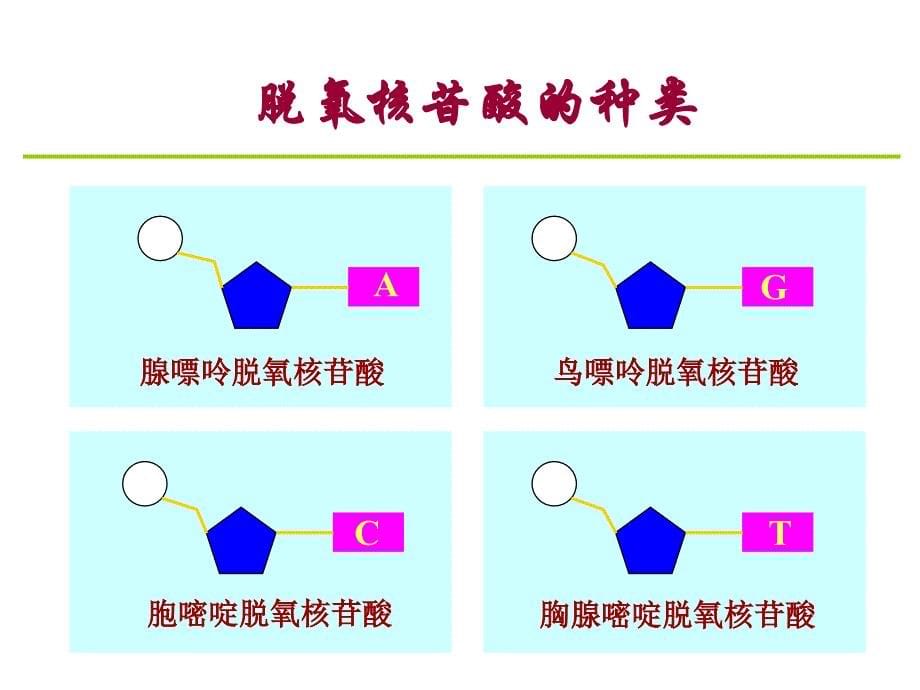 人教版高中生物必修二课件：第3章 第2节 DNA分子的结构_第5页