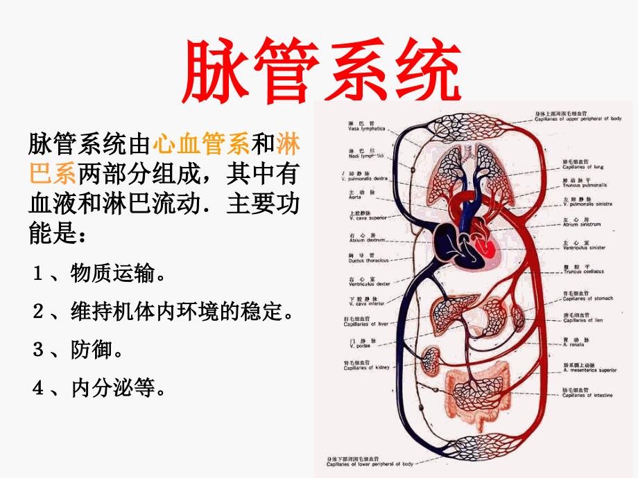 系统解剖学：06、心血管系统_第1页