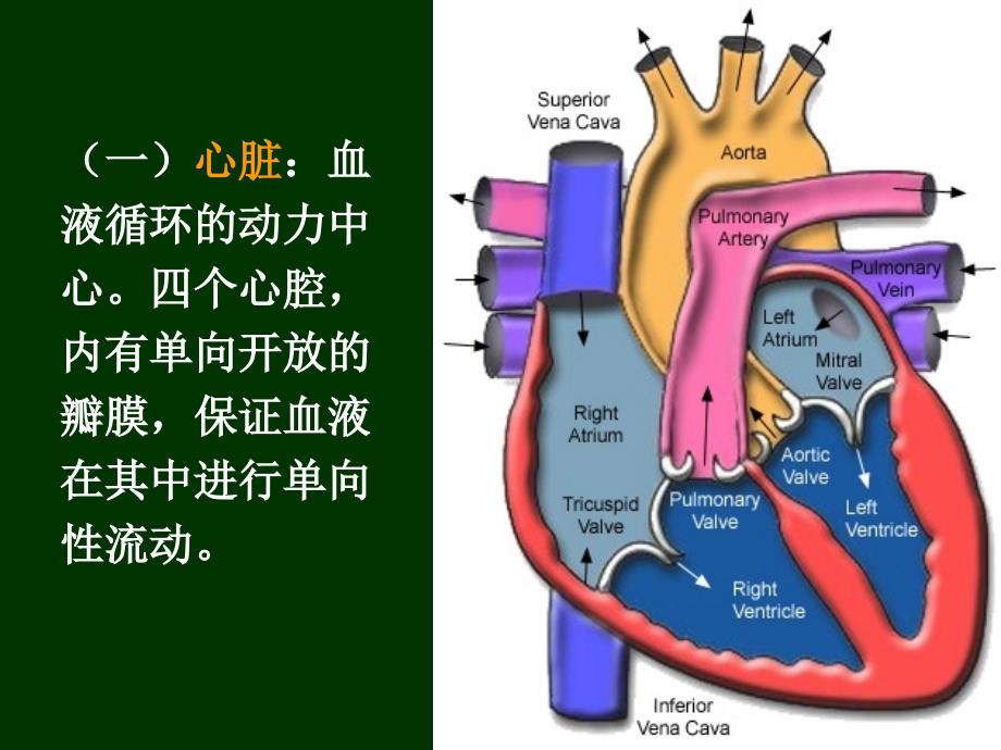 系统解剖学：06、心血管系统_第4页