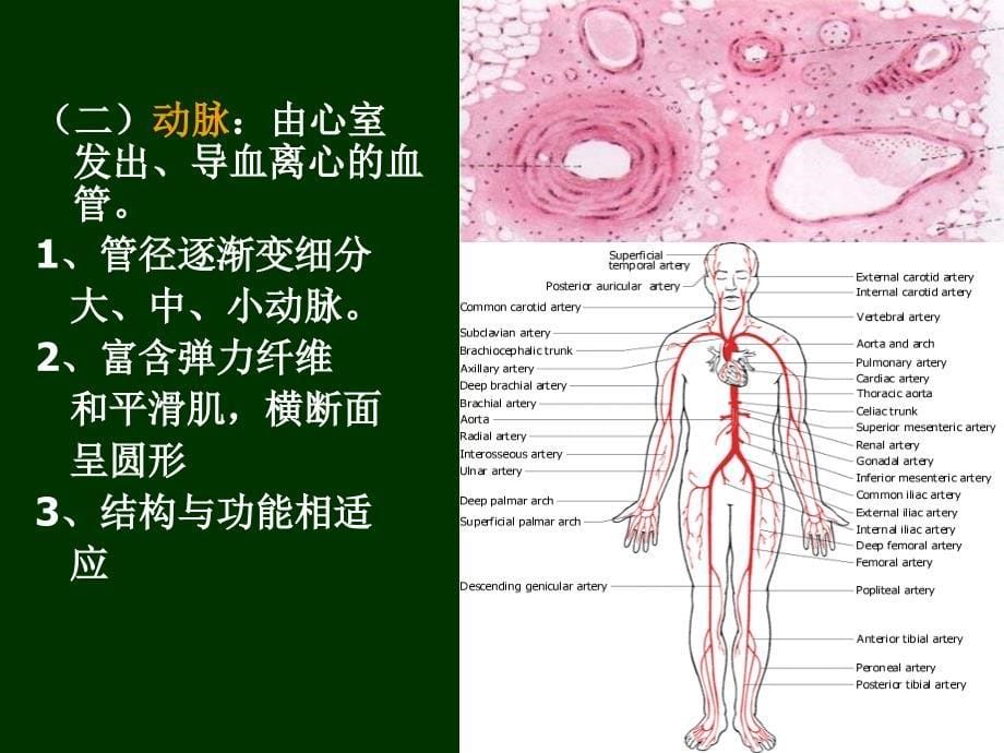 系统解剖学：06、心血管系统_第5页