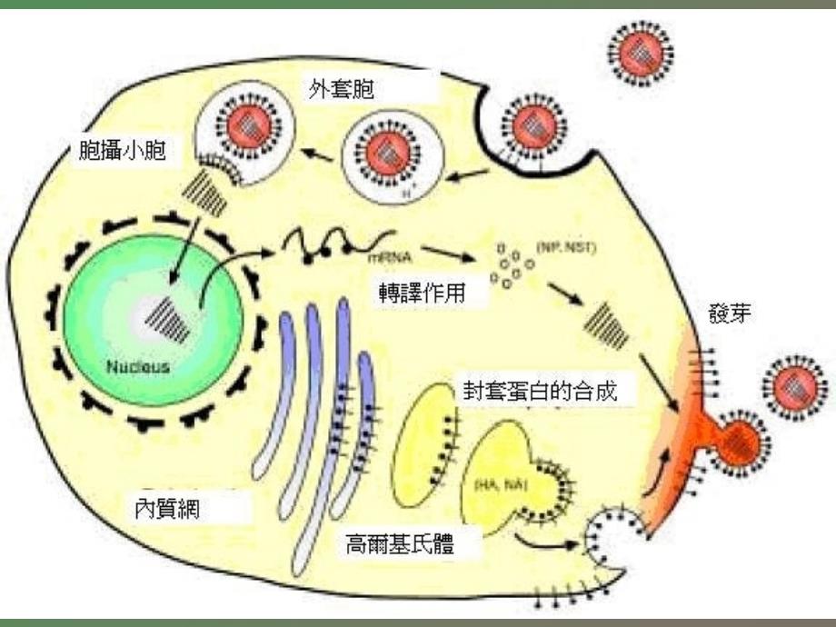 细胞核与染色体之第三节_第2页