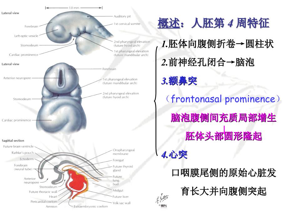 《组织学与胚胎学》课件：颜面消化发生模板_第4页