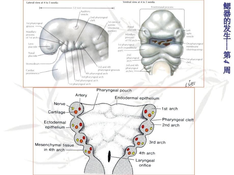 《组织学与胚胎学》课件：颜面消化发生模板_第5页