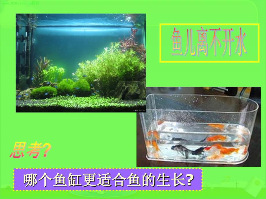 生物与环境的关系ppt_第4页