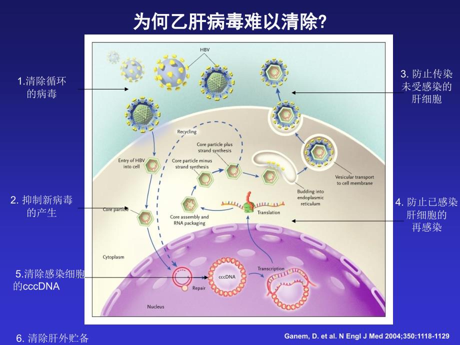 治疗乙肝病毒感染持续缓解机制是免疫调控_第3页