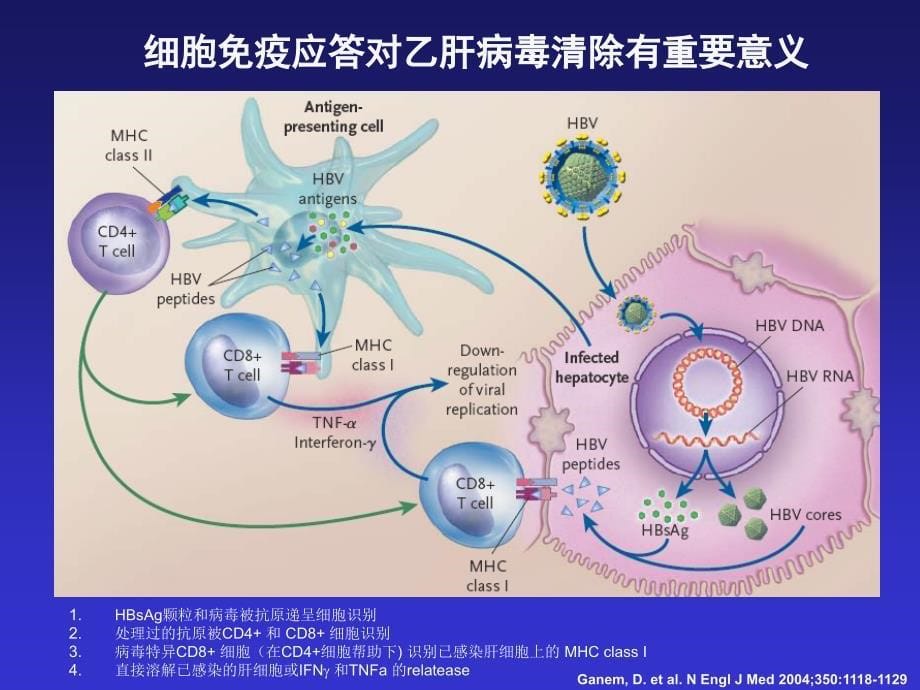 治疗乙肝病毒感染持续缓解机制是免疫调控_第5页