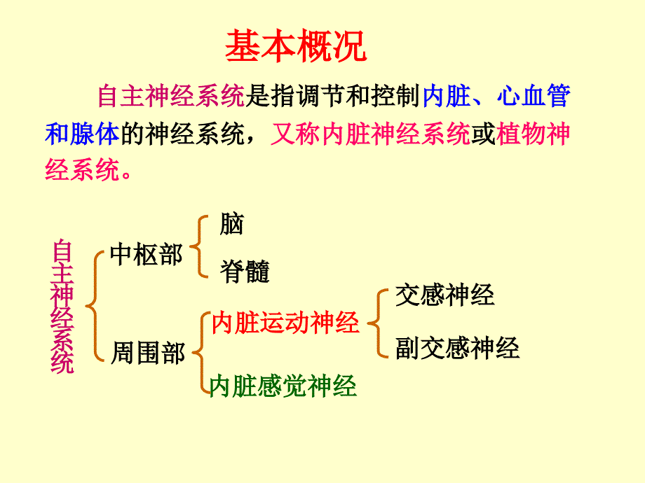 自主神经系统课件_第2页