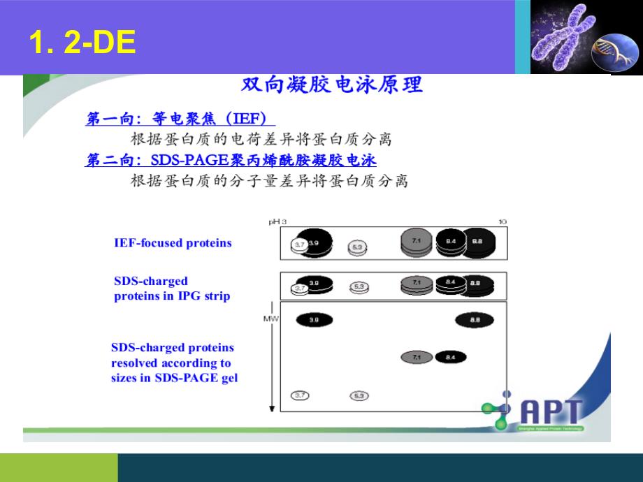 2D-DIGE(荧光差异双向电泳)_第3页