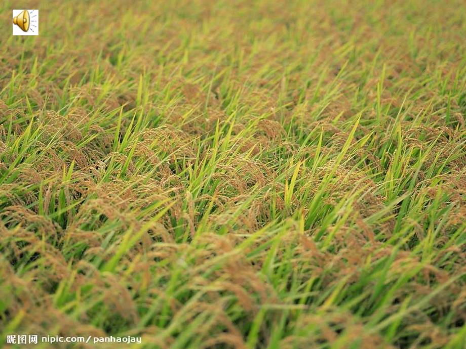 多收了三五斗_第1页