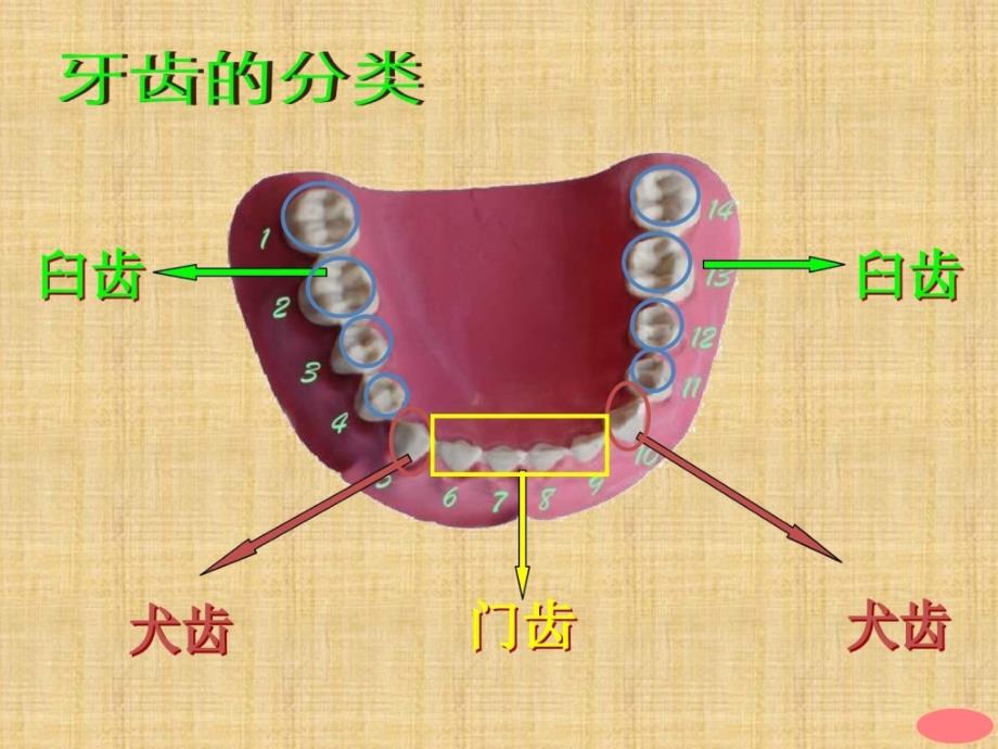 《食物在口腔里的变更》.ppt_第4页