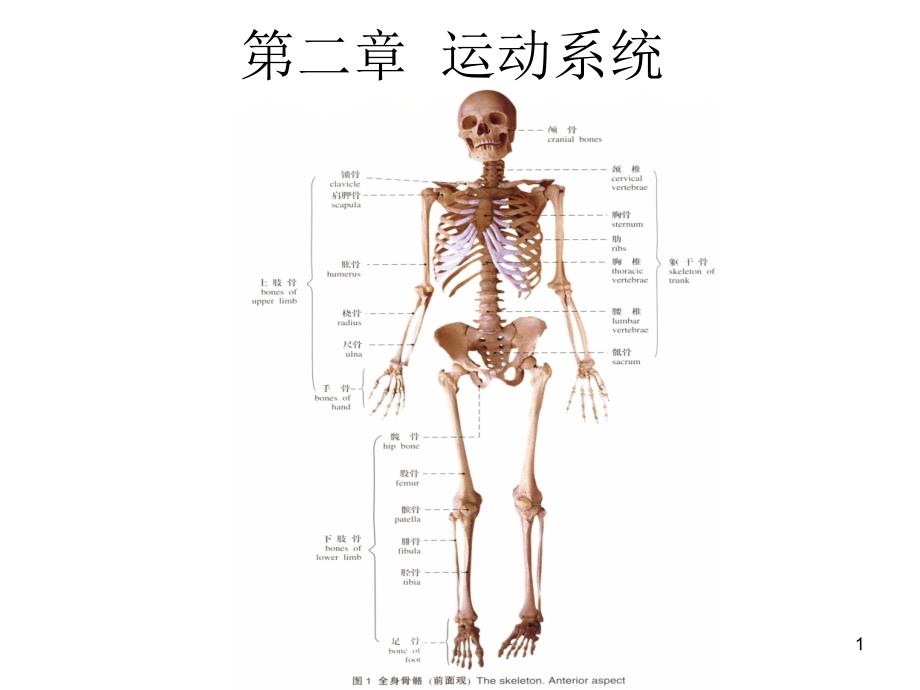 人体解剖学第二章运动系统PPT优秀课件_第1页