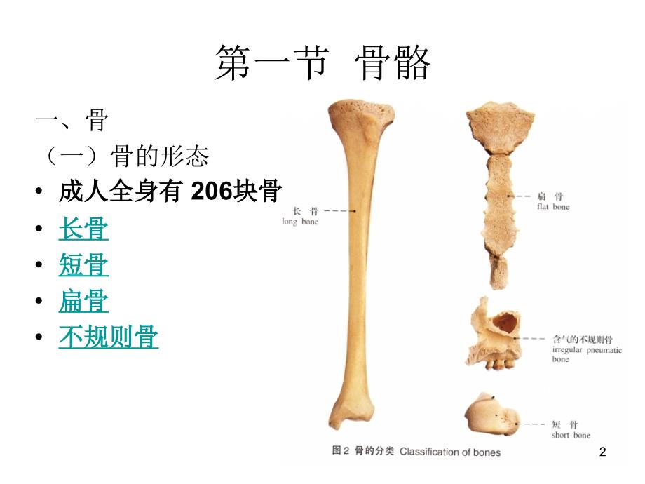 人体解剖学第二章运动系统PPT优秀课件_第2页