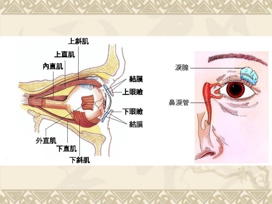 人体对外界环境的感知_第5页