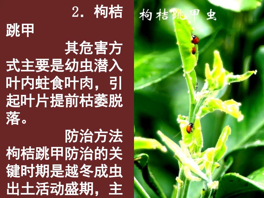 花椒病虫害防治课堂PPT_第4页