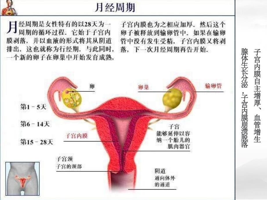 临床医学概论痛经_第3页