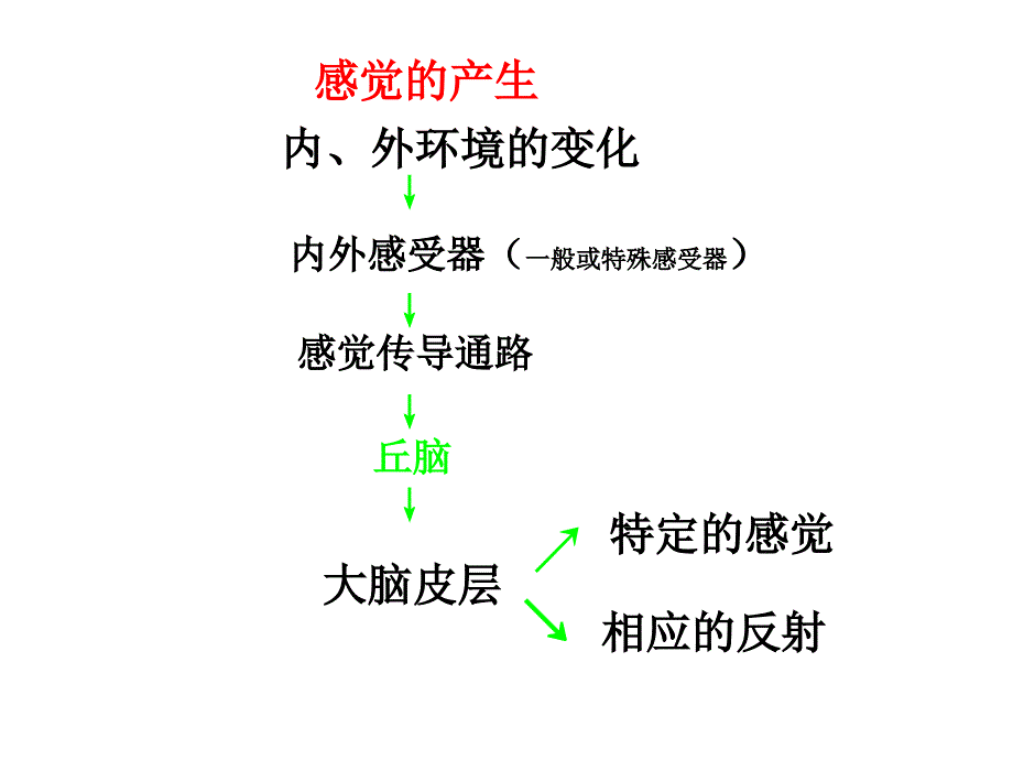 生理学杨莉神经系统官功能(二)ppt课件_第2页