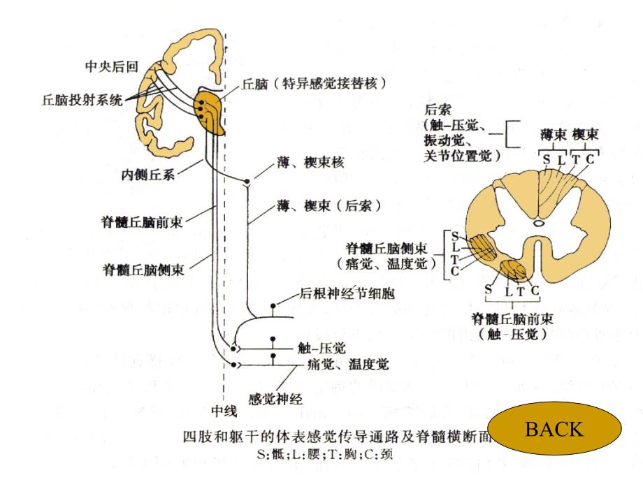 生理学杨莉神经系统官功能(二)ppt课件_第4页