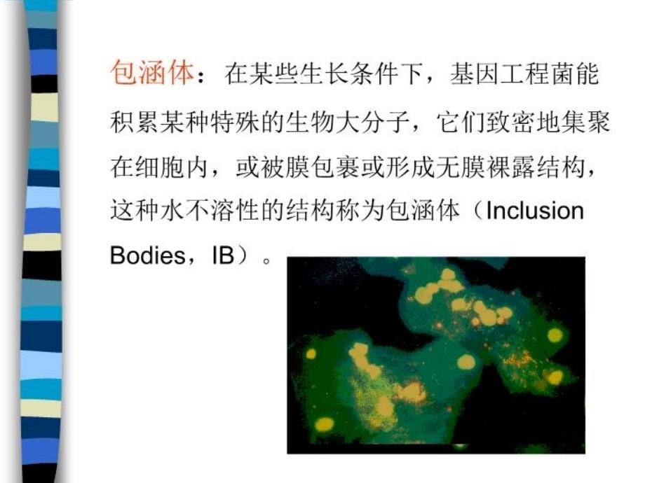 最新包涵体蛋白质复性纯化精品课件_第3页